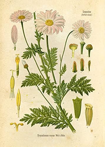 Régi Botanikus Nyomtat | Vadvirág Művészi Nyomatok | Virágos Wall Art | Set 9, 5x7 Keretben