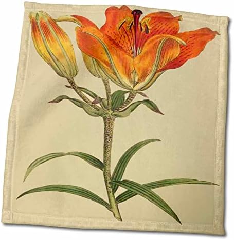 3dRose Florence - Régi Botanikus II - Print Narancs Lily Növény 1700 - Törölköző (twl-204748-3)