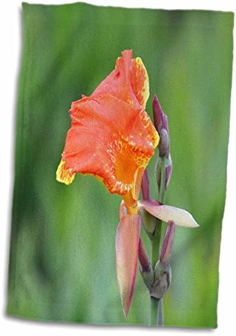 3dRose Susan Állatkert Legénység Virágos - Narancs, Sárga-Florida Virág - Törölköző (twl-216004-3)