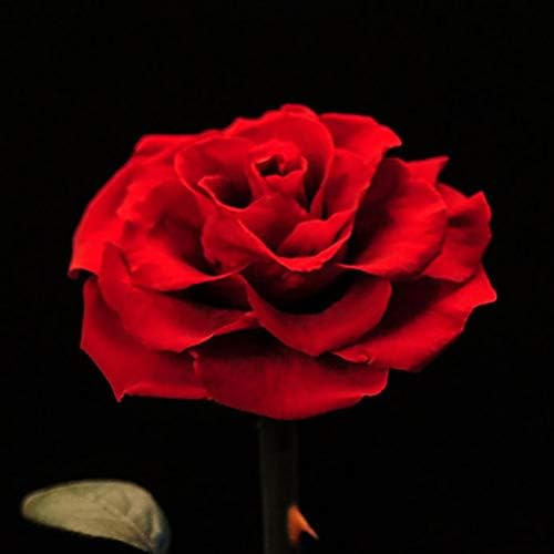 Amosfun Elegáns Üveg Fedelét Fény Szimuláció Halhatatlan Rose Asztali Dísz Női Hölgy, Anélkül, hogy az Akkumulátor Valentin-Napi