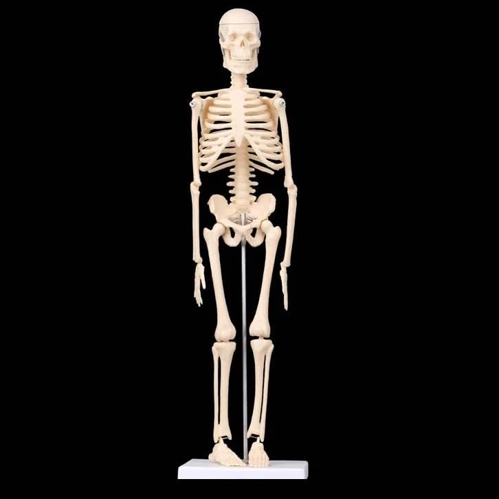 45CM Anatómiai Adottságok Emberi Csontváz Modell Orvosi Tanulni Támogatás Anatómia emberi csontváz modell, Nagykereskedelmi,
