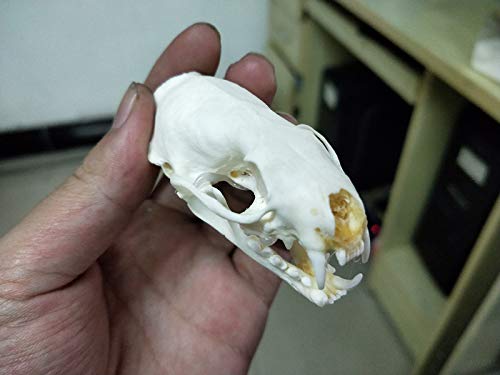Forró menyét Koponya Taxidermia ellátás művészet, csont szakképzési orvostudomány 1:1